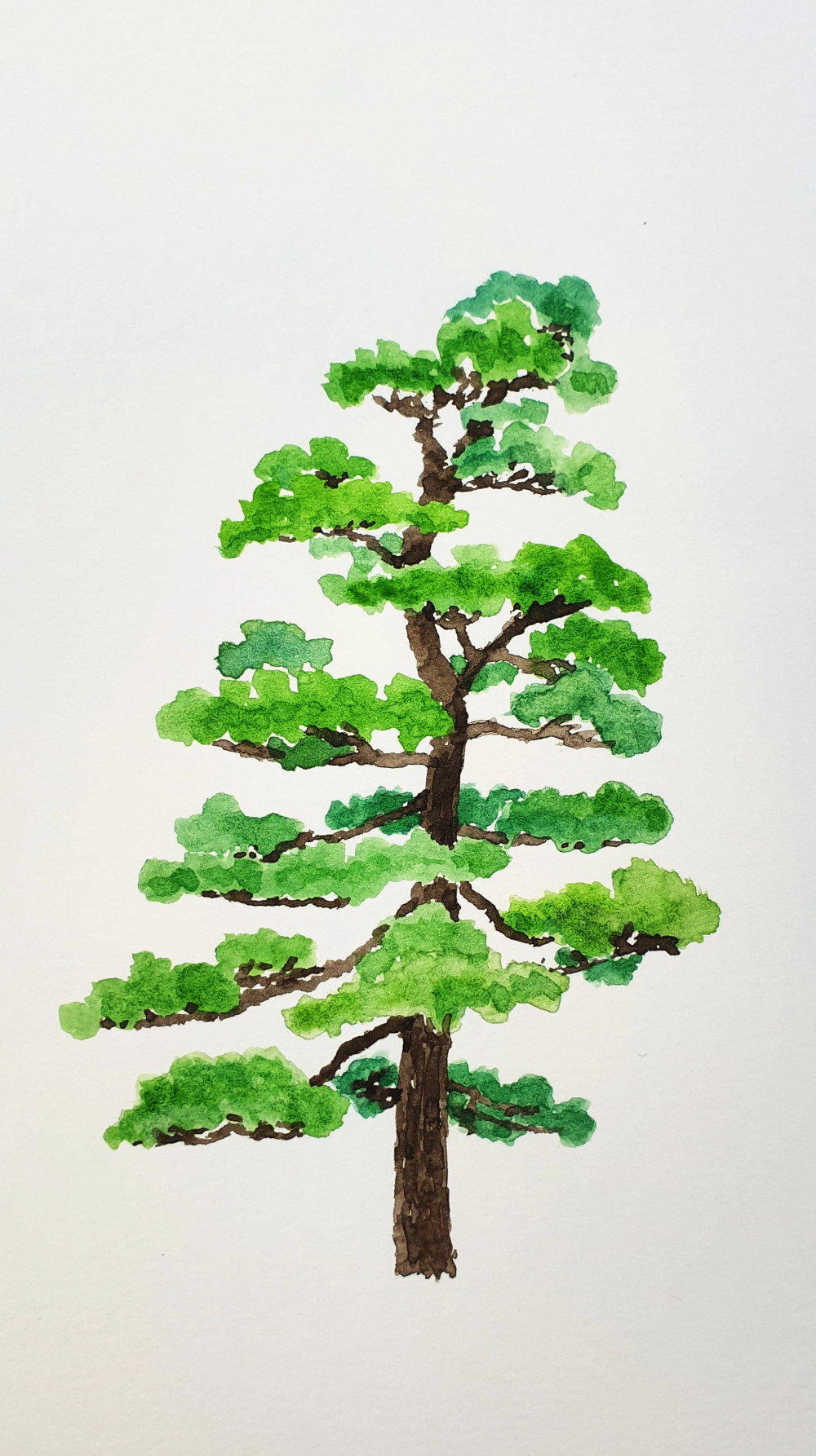 A tree from Hama Rikyū Garden in Tokyo